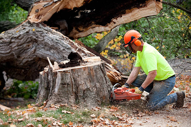 The Steps Involved in Our Tree Care Process in Gloucester Point, VA